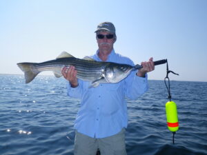 striped bass caught off Cape Cod